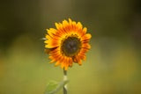 Sunflower Autumn Beauty