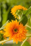 Sunflower Dwarf Sungold