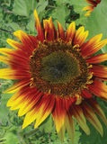 Sunflower Autumn Beauty