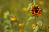 Sunflower Autumn Beauty