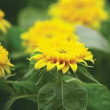 Sunflower Dwarf Sungold