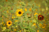 Sunflower All Sorts Mix