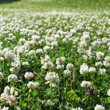 Clover White Dutch