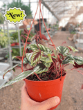 Begonia Rex Vine - 6" Pot