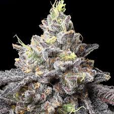 Snowman Clone