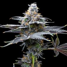 Bubblegum Popperz Clone