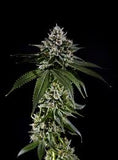 Fire OG Clone
