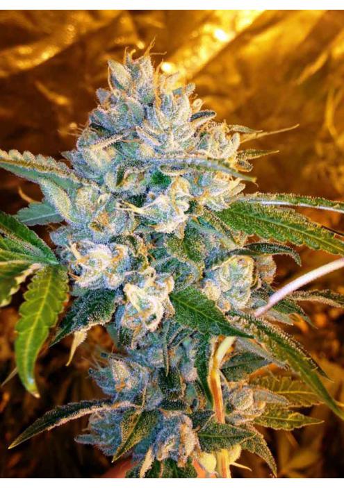 Kosher Kush Clone