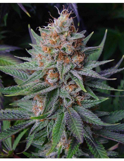 Lavender Clone