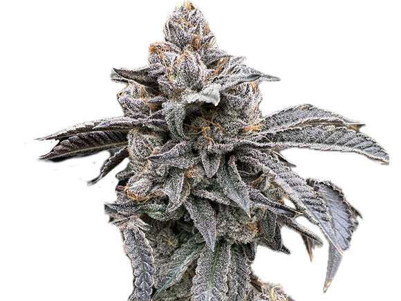 Super Lemon Cherry Clone