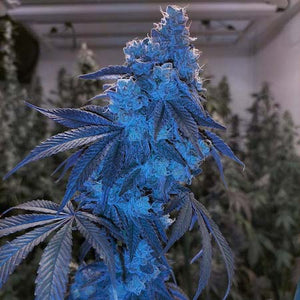 London Pound Mints Clone