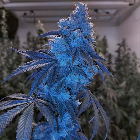 London Pound Mints Clone