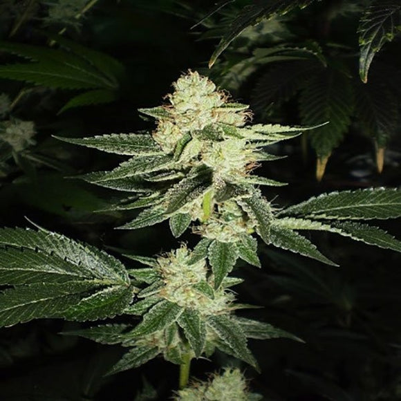 King Louis XIII OG Clone