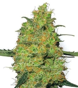 Master Kush Clone