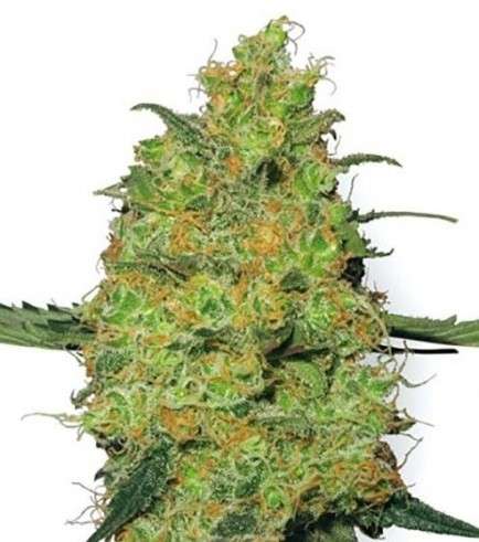 Master Kush Clone