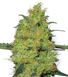 Master Kush Clone
