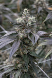 Modified Grapes Clone