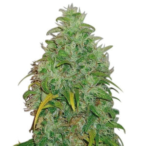 Skunk OG Clone