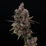 Sherbanger #22 Clone