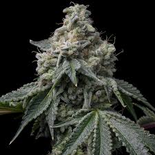 OZ Kush Clone