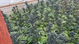 Pluto 85 (P85) Clone