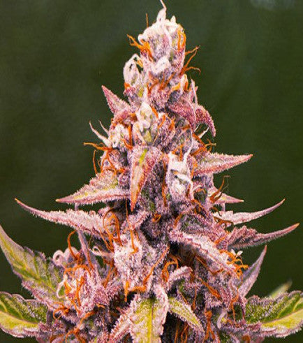 Pink Rozay Clone