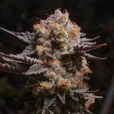 Pink Certz Clone