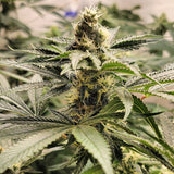 Platinum Oreoz Clone