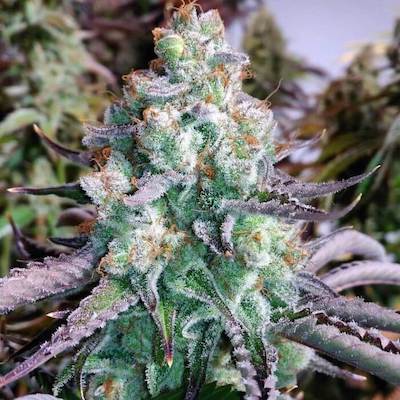 Poon Tang Pie Clone