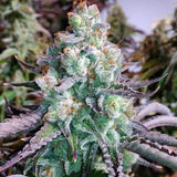 Poon Tang Pie Clone