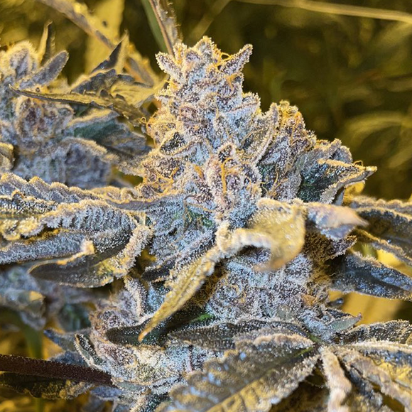 Purple Push Pop x Jealousy Clone