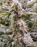 Fire OG Clone
