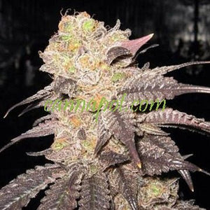 Purple Diesel Clone