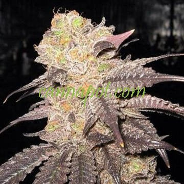 Purple Diesel Clone