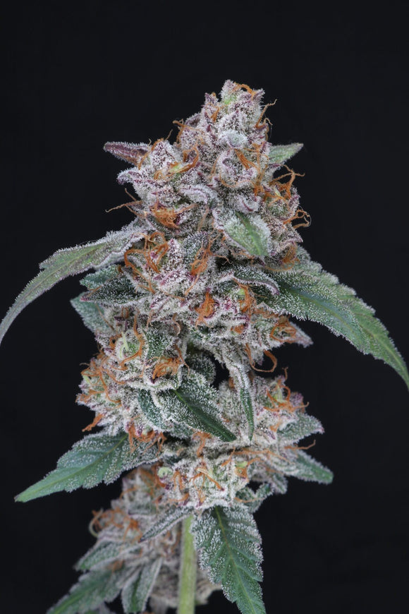 Sherbacio Clone