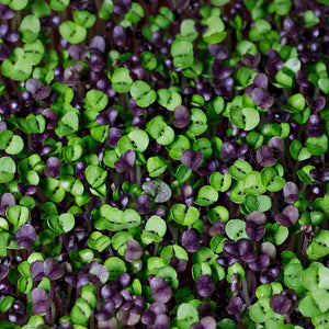Microgreens Spicy Mix