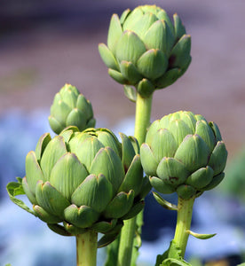 Green Globe Artichoke Seed