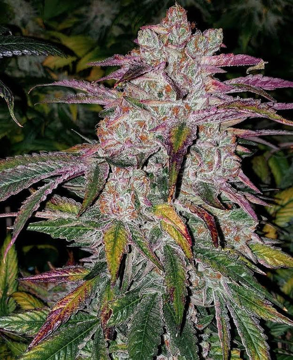 Super Lemon Haze x MAC Clone