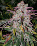 Super Lemon Haze x MAC Clone