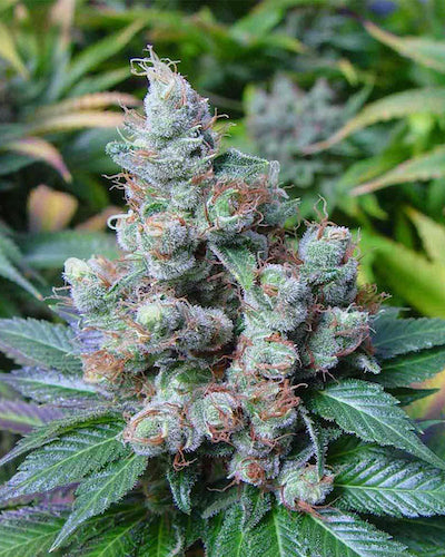 NYC Sour Diesel Clone