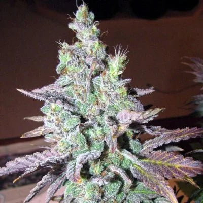 Strawberries & Cream Clone