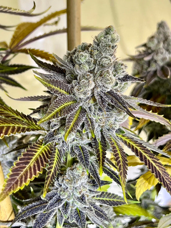 Strawberry Mango Haze Clone