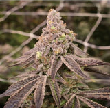 Candy Cane Clone