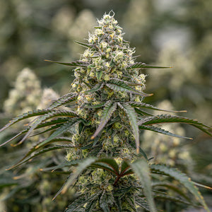 Sunset Fritter Clone