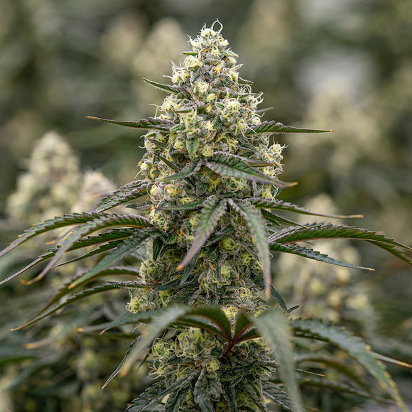 Sunset Fritter Clone