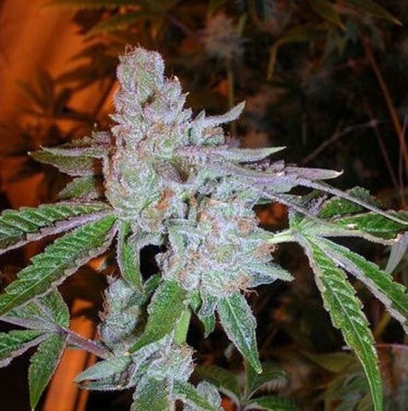 Tahoe OG Clone