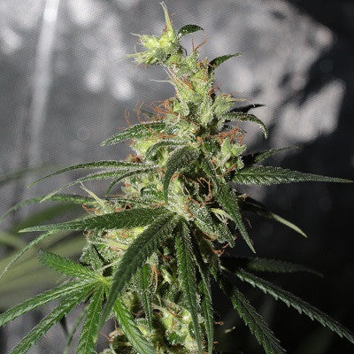 Thai Neville's Haze Clone