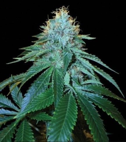 OG #18 Clone