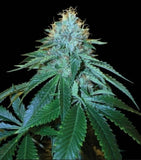 OG #18 Clone