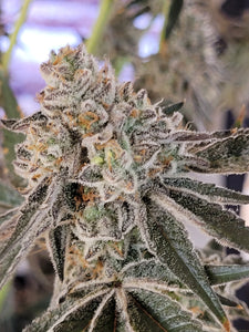 Truffaloha Clone